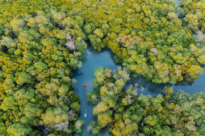 Mida creek mangrove Kayaking adventure in Watamu, Kenya