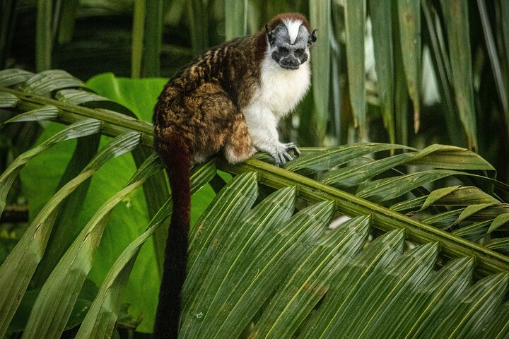 Gatun Lake: Monkeys & Exotic Wildlife by the Canal