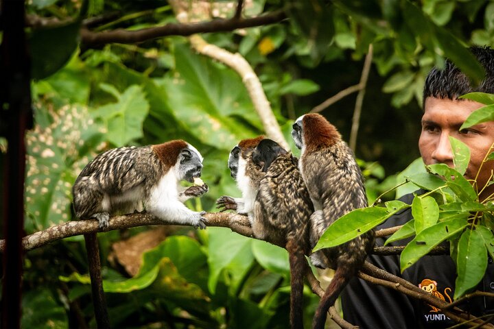 Gatun Lake: Monkeys & Exotic Wildlife by the Canal