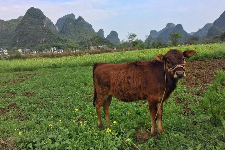 Li River cruise & Yangshuo countryside private day tour