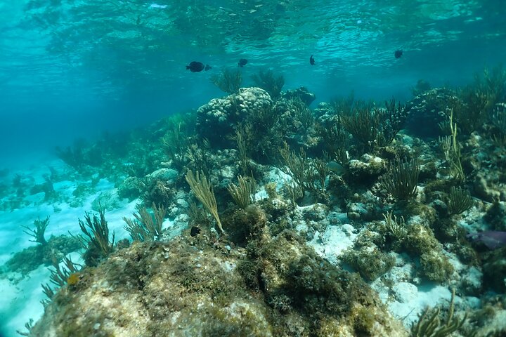 Stingray City Sandbar, Snorkel, Star fish Beach (Family operated)