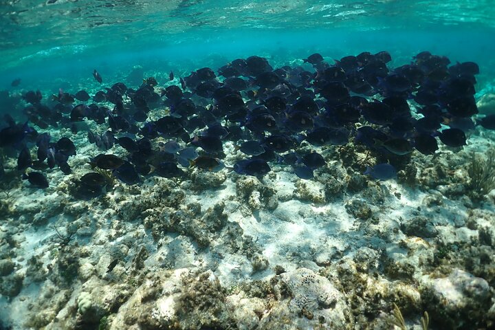 Stingray City Sandbar, Snorkel, Star fish Beach (Family operated)