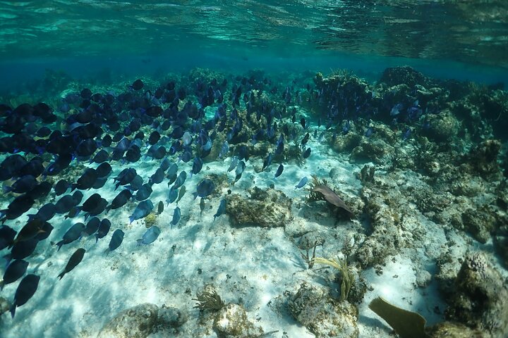 Stingray City Sandbar, Snorkel, Star fish Beach (Family operated)
