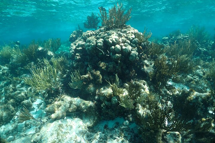 Stingray City Sandbar, Snorkel, Star fish Beach (Family operated)