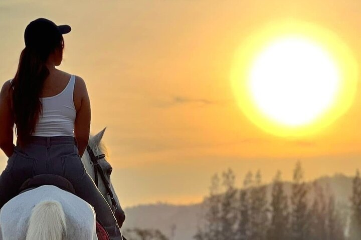 Horse Riding for All Skill Levels at Hua Hin Beach & Forest Trail