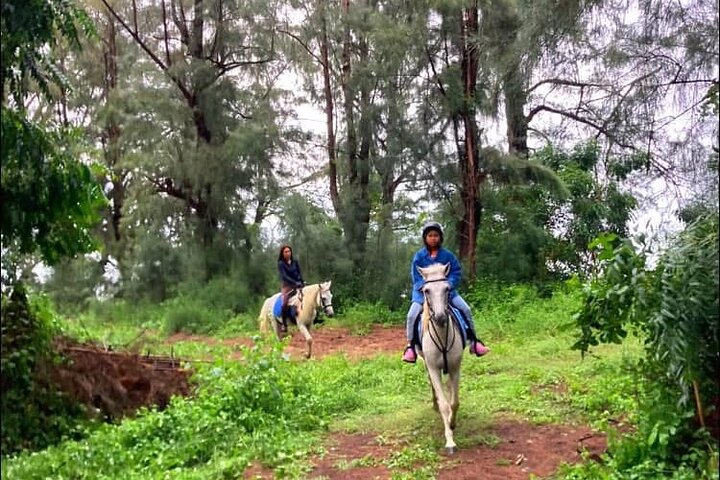 Horse Riding for All Skill Levels at Hua Hin Beach & Forest Trail