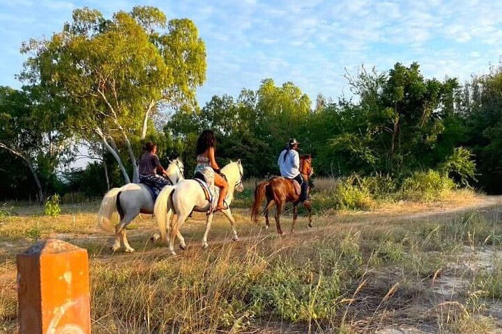 Horse Riding for All Skill Levels at Hua Hin Beach & Forest Trail