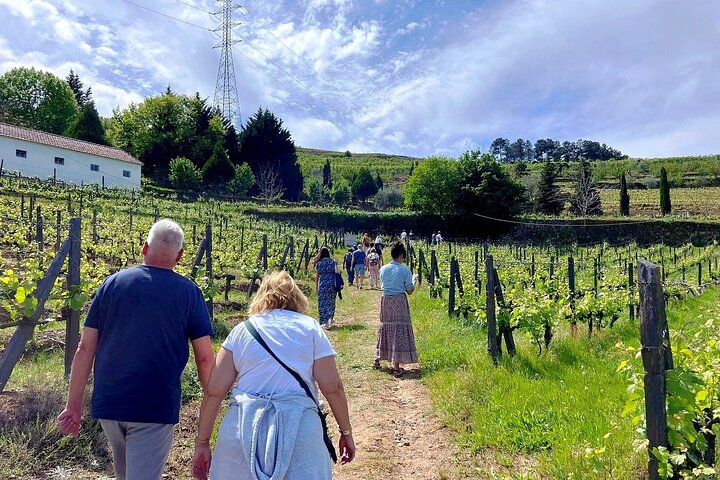 Douro Valley Small-Group Wine Tour: 2 Wineries, Cruise & Lunch