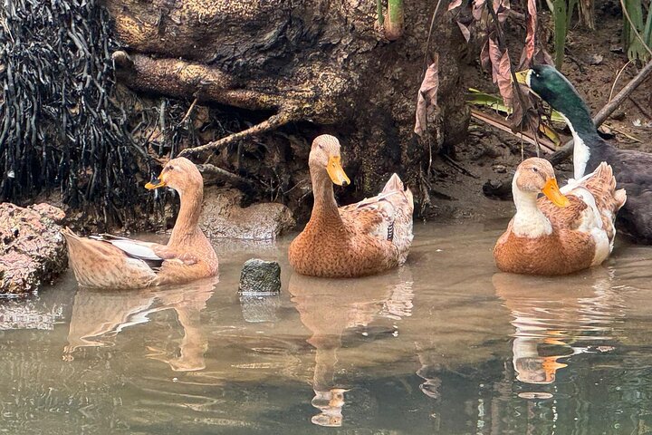Full Day Backwater Village Punting Boat Cruise