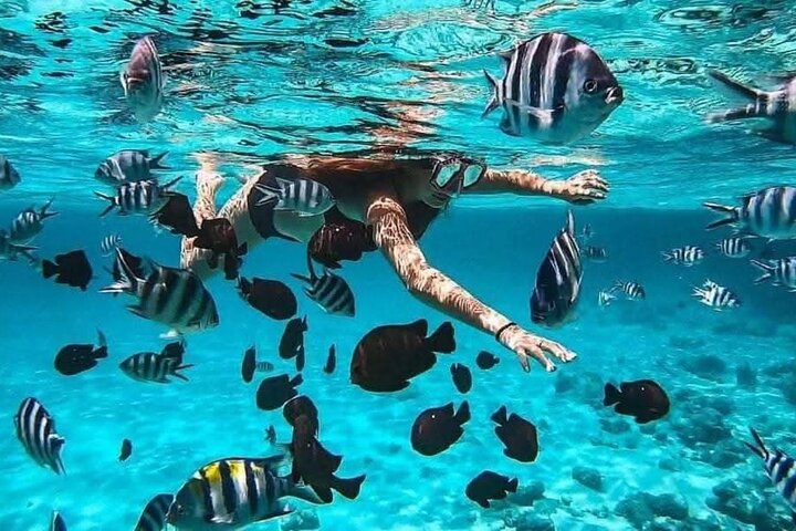 Full-Day Zanzibar Dolphins, Turtle Salaam Cave & Jozani Forest
