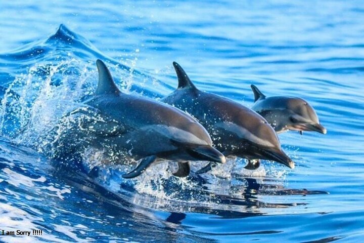 Full-Day Zanzibar Dolphins, Turtle Salaam Cave & Jozani Forest