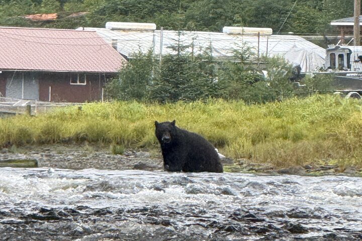 Alaska Wildlife Safari and Sightseeing Tour
