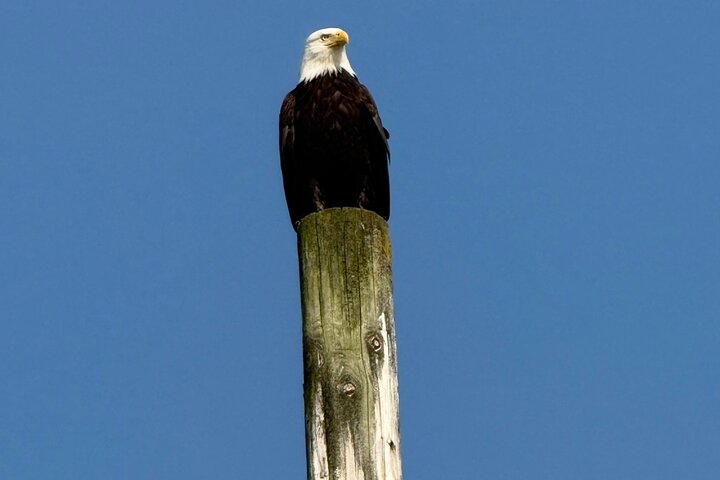 Alaska Wildlife Safari and Sightseeing Tour