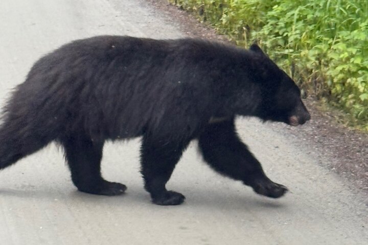 Alaska Wildlife Safari and Sightseeing Tour