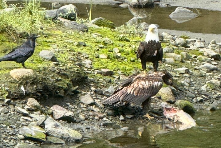 Alaska Wildlife Safari and Sightseeing Tour