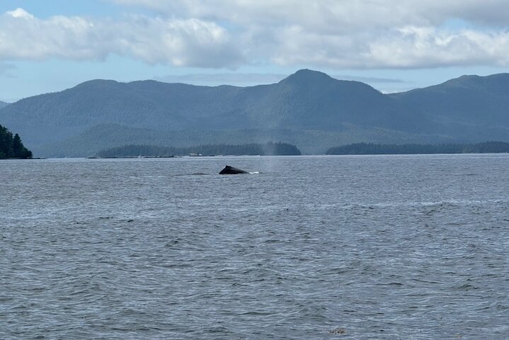 Alaska Wildlife Safari and Sightseeing Tour