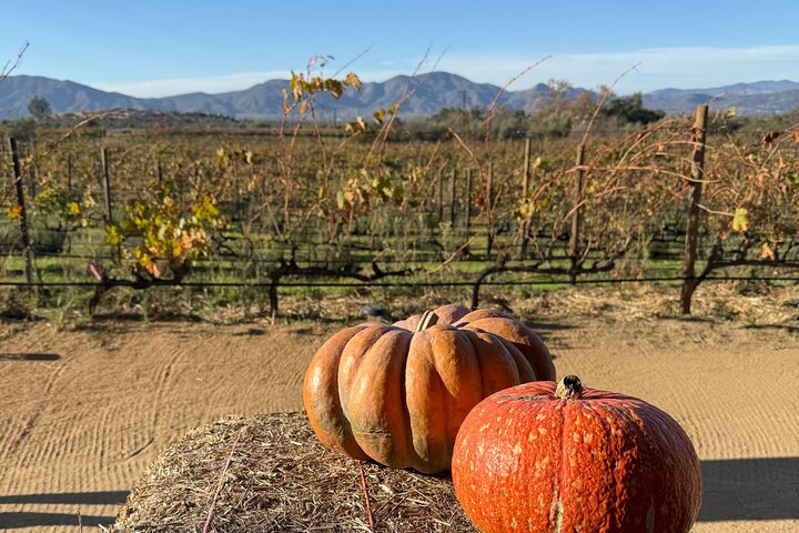 Private Deluxe Wine Tour to Valle de Guadalupe by Luxury Vehicle