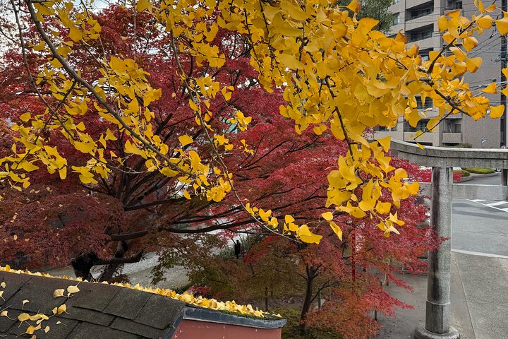 Private Kagoshima: Gardens, Shrines & Observatory by Expert Guide