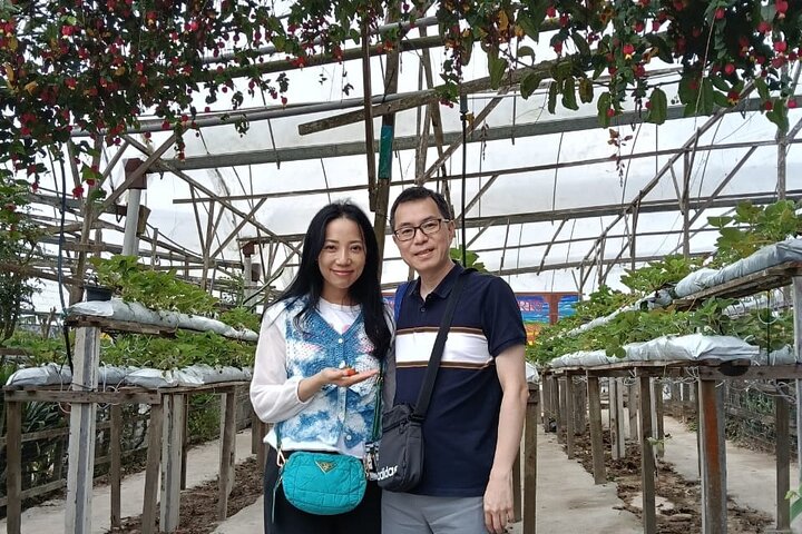 Cameron Highlands Day Trip from Ipoh with Lunch & Mossy Forest
