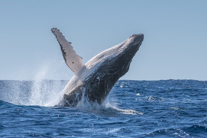 Dolphin & Whale Watching in Puerto Escondido