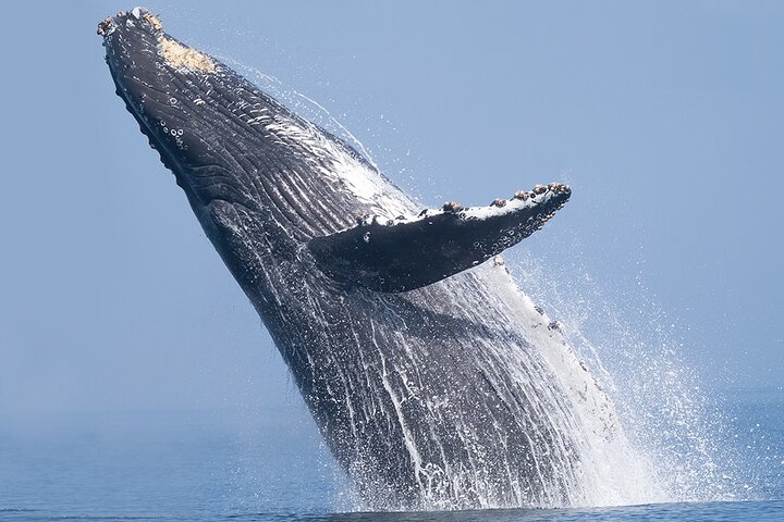 Dolphin & Whale Watching in Puerto Escondido