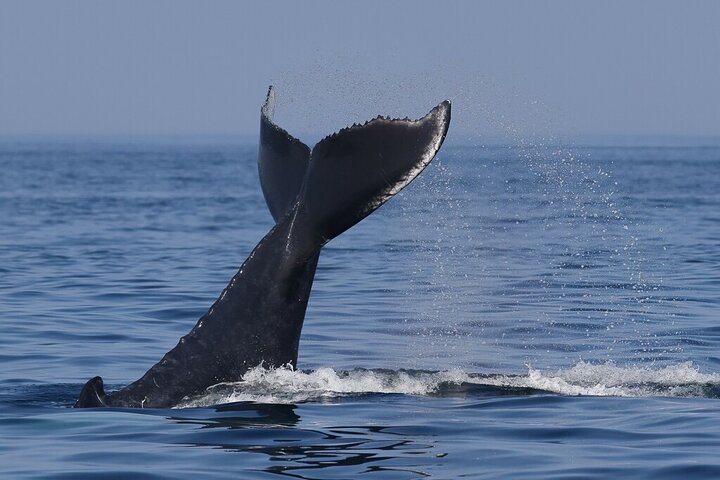 Dolphin & Whale Watching in Puerto Escondido