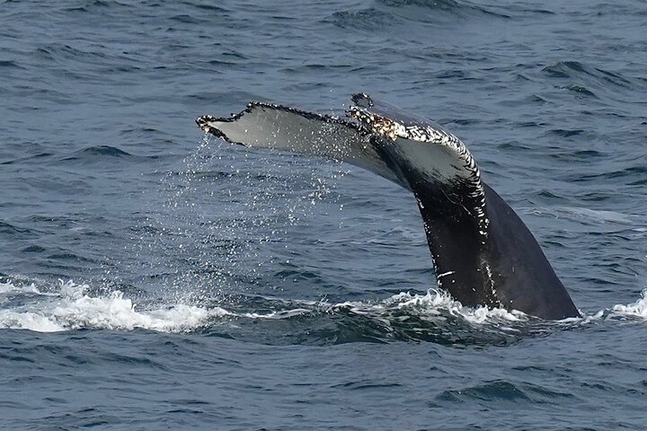 Dolphin & Whale Watching in Puerto Escondido