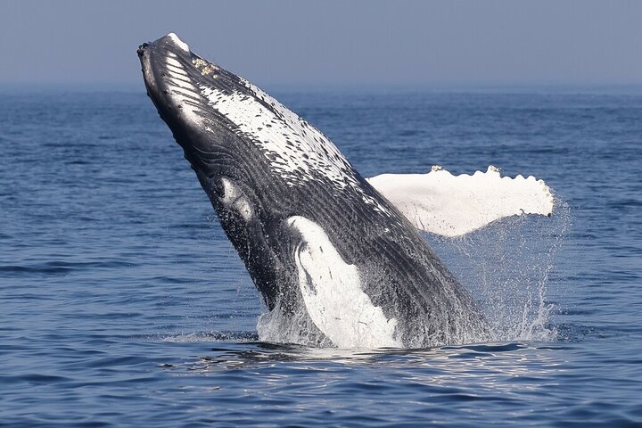 Dolphin & Whale Watching in Puerto Escondido