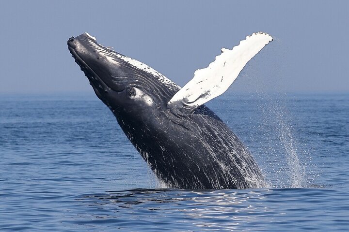 Dolphin & Whale Watching in Puerto Escondido