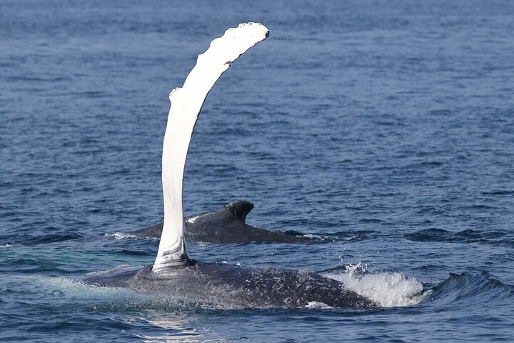 Dolphin & Whale Watching in Puerto Escondido