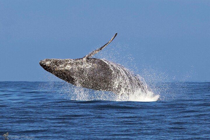 Dolphin & Whale Watching in Puerto Escondido