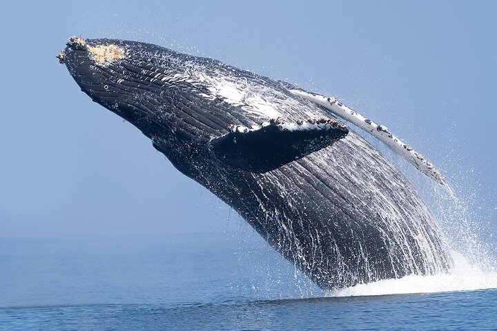 Dolphin & Whale Watching in Puerto Escondido