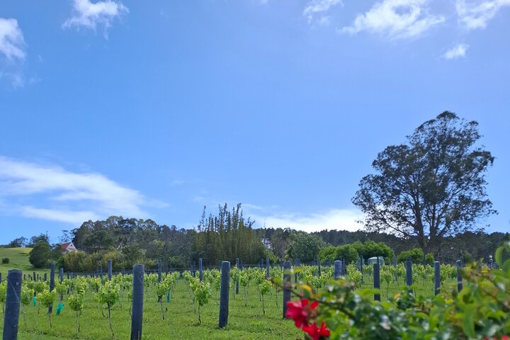 The Boutique Experience: Waiheke Best Cellar Tour (11 guests max)