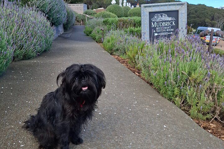 The Boutique Experience: Waiheke Best Cellar Tour (11 guests max)