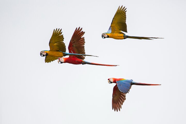 Chuncho Macaw Collpa - 2 Days / 1 Night