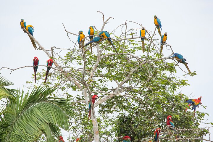 Chuncho Macaw Collpa - 2 Days / 1 Night