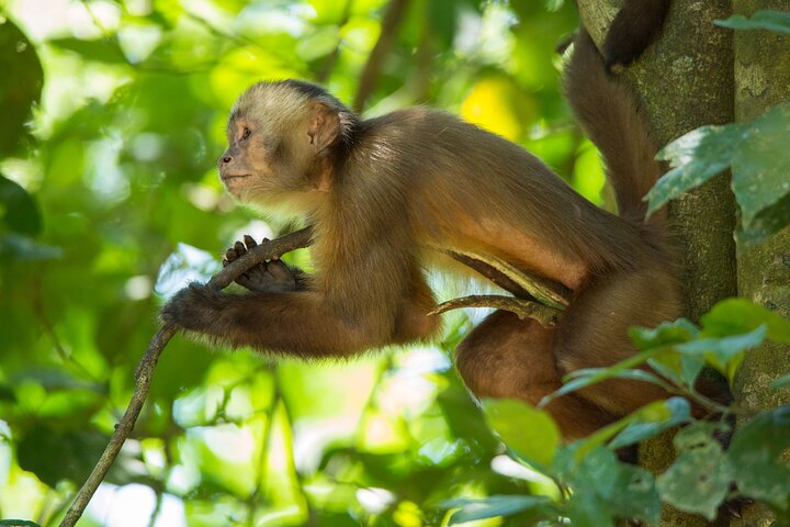 Eco Jungle 3 Days - 2 Nights