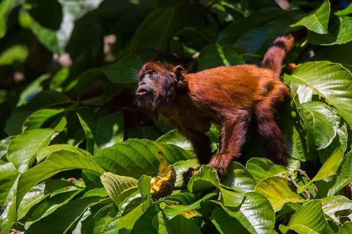 Eco Jungle 3 Days - 2 Nights