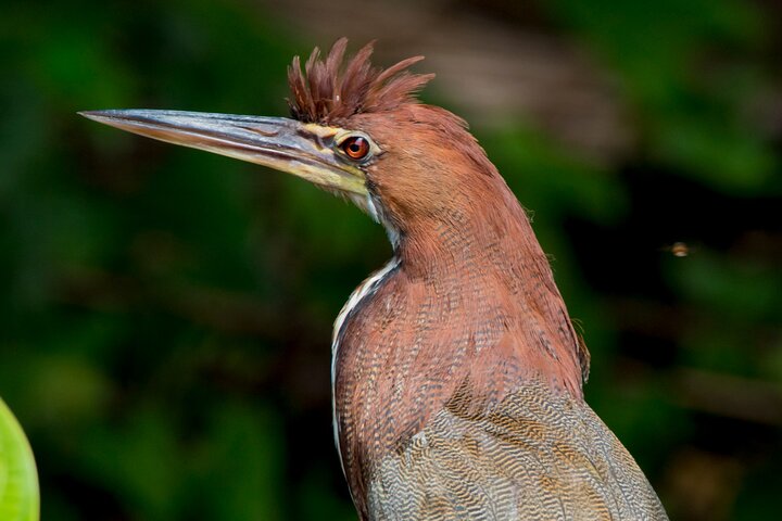Eco Jungle 3 Days - 2 Nights