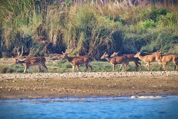 Adventure Day Walk(Private, 8-10h.) inside Chitwan National Park.