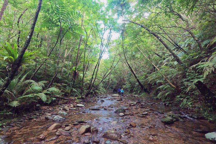 Okinawa Jungle Trails & Waterfalls – Private Yanbaru Tour