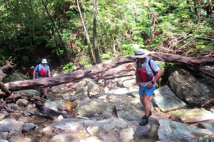 Okinawa Jungle Trails & Waterfalls – Private Yanbaru Tour