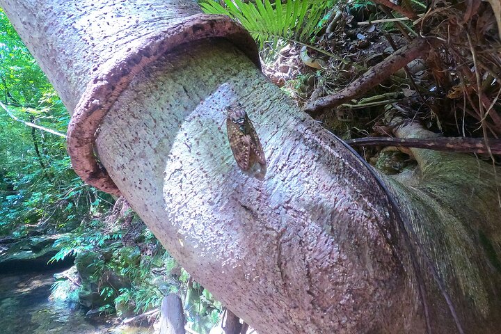 Okinawa Jungle Trails & Waterfalls – Private Yanbaru Tour