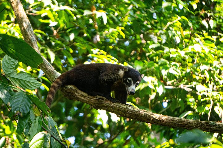 Corcovado National Park, Tour with lunch, San pedrillo.