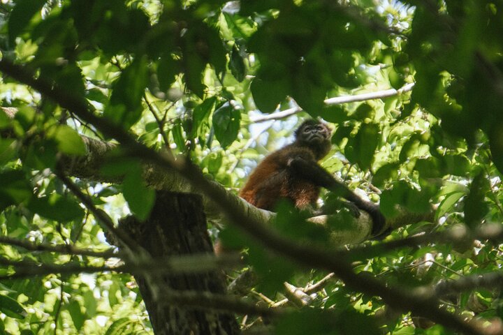 Corcovado National Park, Tour with lunch, San pedrillo.