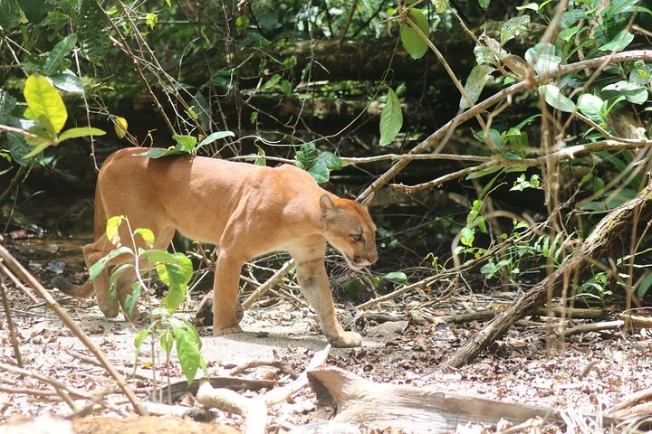Corcovado National Park, Tour with lunch, San pedrillo.