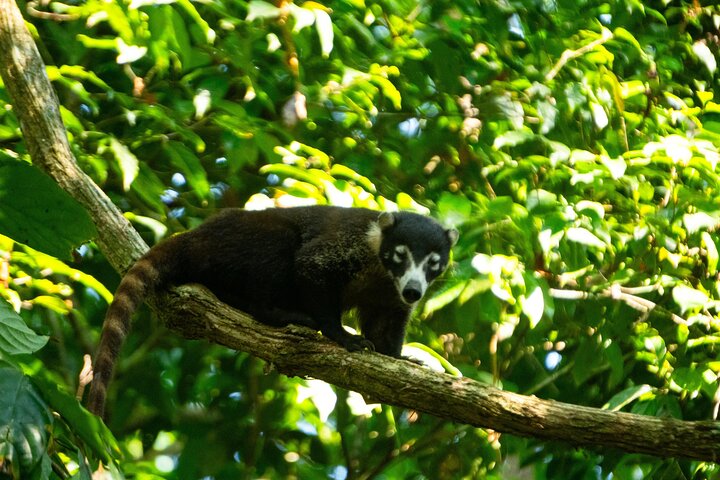 Corcovado National Park, Tour with lunch, San pedrillo.
