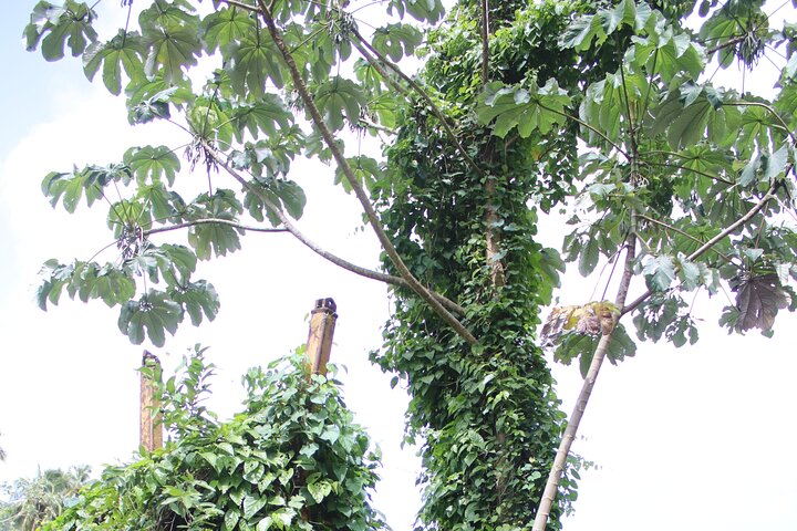 ATV Tour: Eco Friendly Scenic Bellwood Layou Rainforest