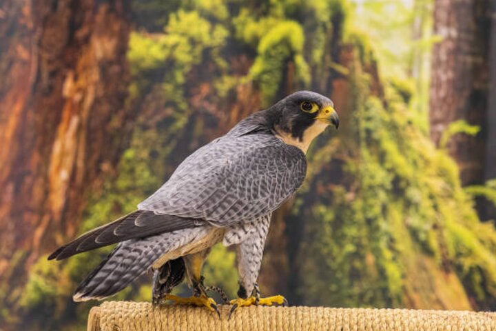 Sitka Up Close: Bears, Eagles & Totem Forest Walk (Small Group)