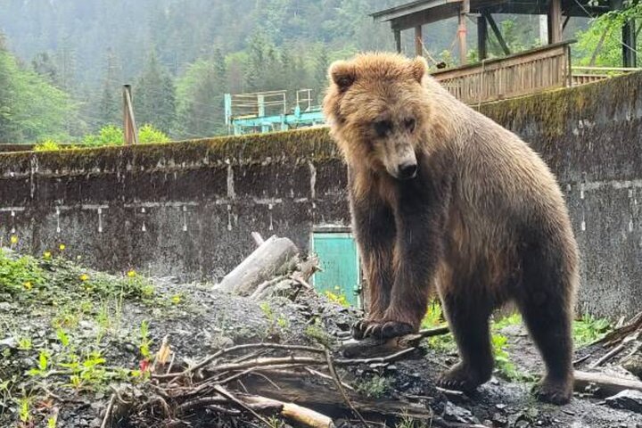 Sitka Up Close: Bears, Eagles & Totem Forest Walk (Small Group)